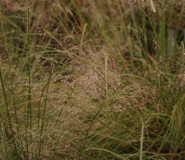 Muhlenbergia reverchonii Undaunted