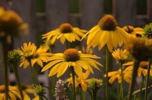 Echinacea x Leilani 