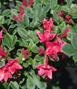 Rhododendron viscosum 'Millennium' - Swamp Azalea from Pleasant Run Nursery