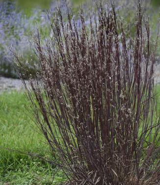 Schizachyrium scoparium Smoke Signal (Walters Gardens)