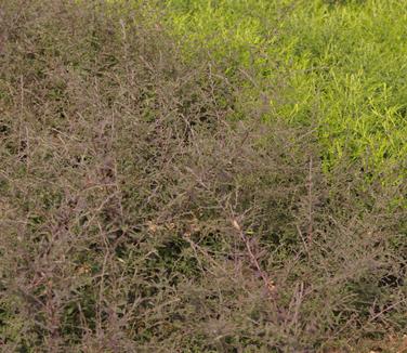 Aster lateriflorus Lady in Black 