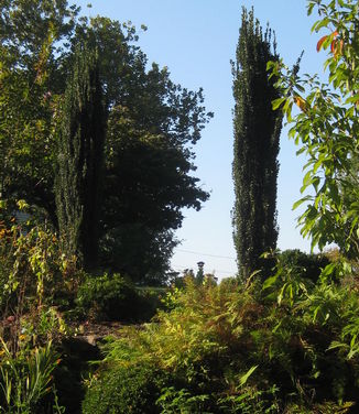 Ilex crenata Sky Pencil - Japanese Holly