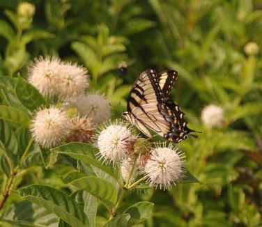 Cephalanthus occidentalis 