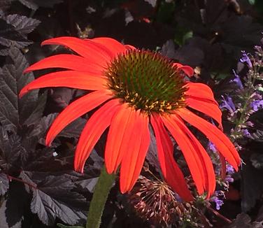 Echinacea x Tomato Soup