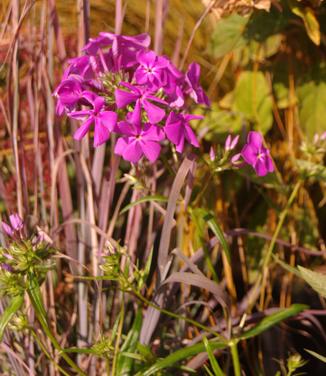 Phlox x Wanda