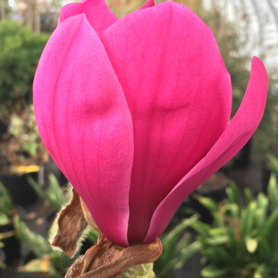 Magnolia x 'Royal Purple' - Magnolia from Pleasant Run Nursery