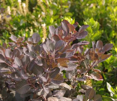 Cotinus coggygria 'Winecraft Black' - Smokebush from Pleasant Run Nursery