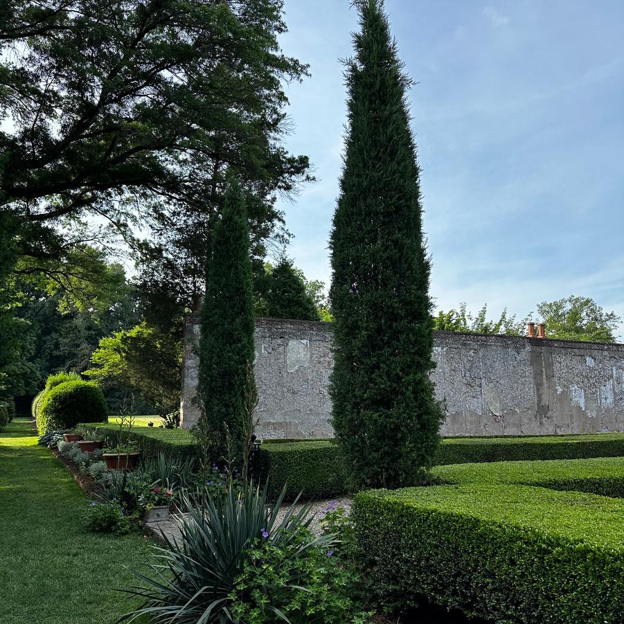 Juniperus virginiana 'Taylor'