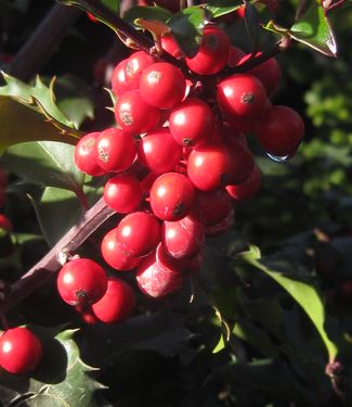 Ilex x meserveae Blue Princess�