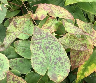 Epimedium x 'Pink Champagne'