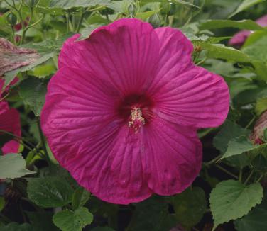 Hibiscus x Luna 'Rose'