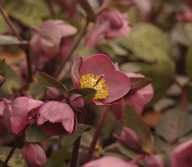 Helleborus x Frostkiss Pippa's Purple