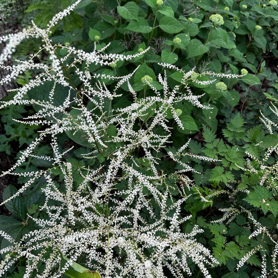 Aruncus x 'Chantilly Lace' - Goat's Beard from Pleasant Run Nursery