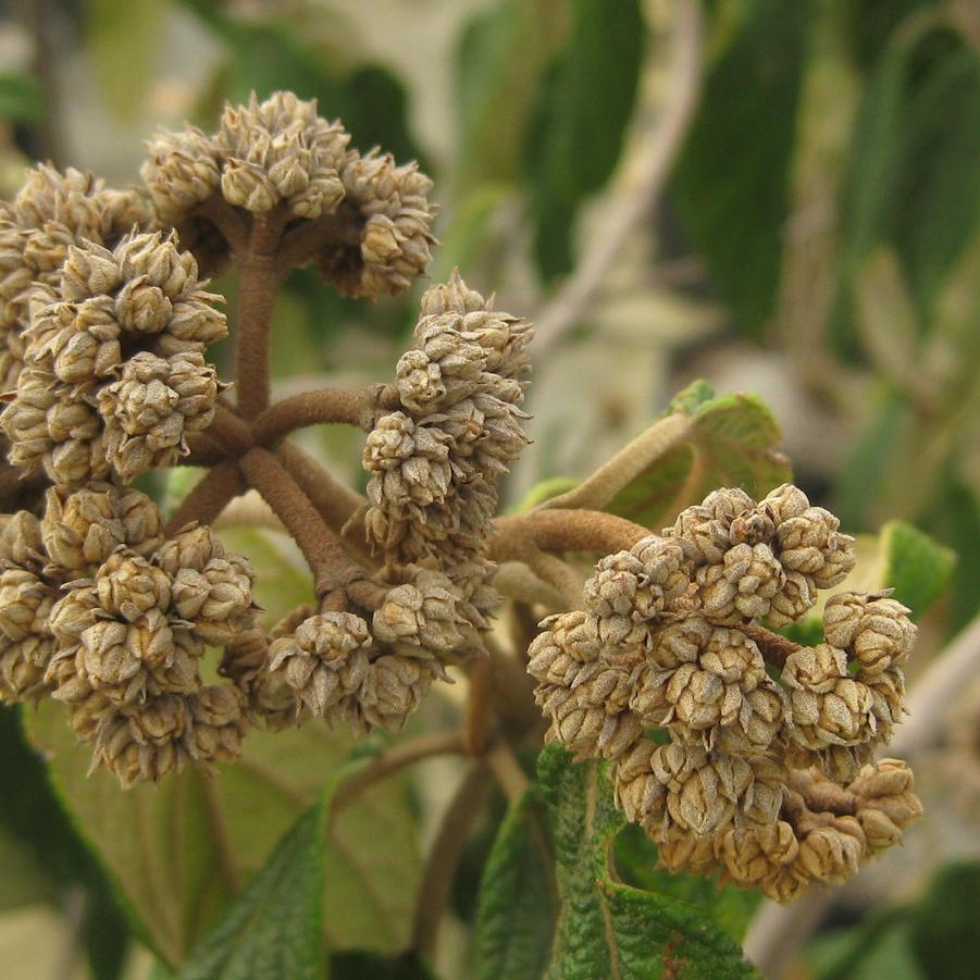 Viburnum rhytidophyllum - Leatherleaf Viburnum from Pleasant Run Nursery