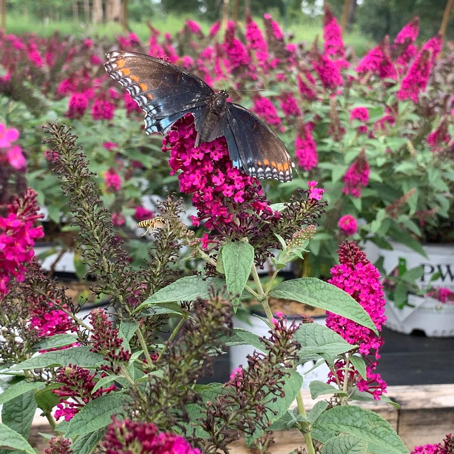 Buddleia davidii 'Miss Molly' - Butterfly Bush from Pleasant Run Nursery