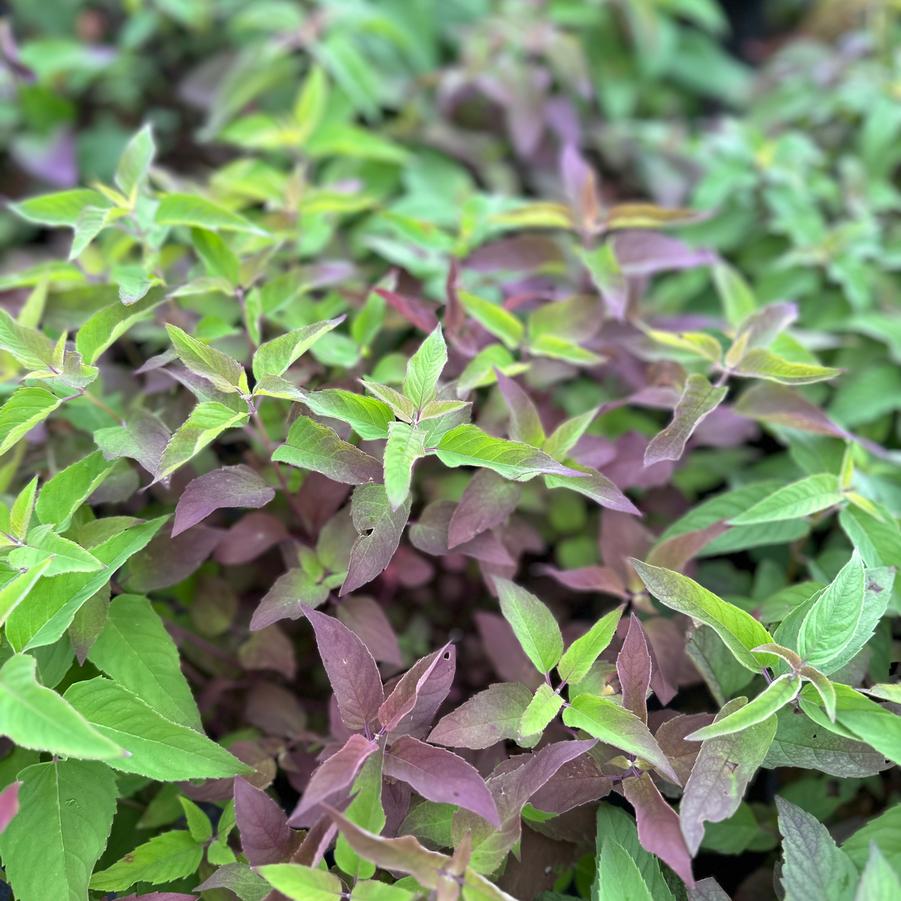 Monarda fistulosa - Eastern Bee Balm - Wild Bergamot fall color