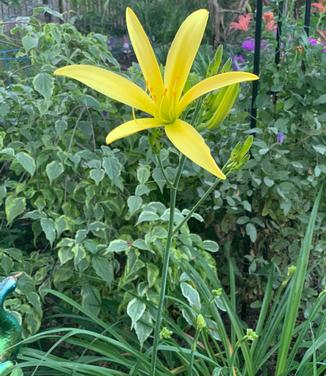 Hemerocallis citrina - Citron Daylily from Pleasant Run Nursery