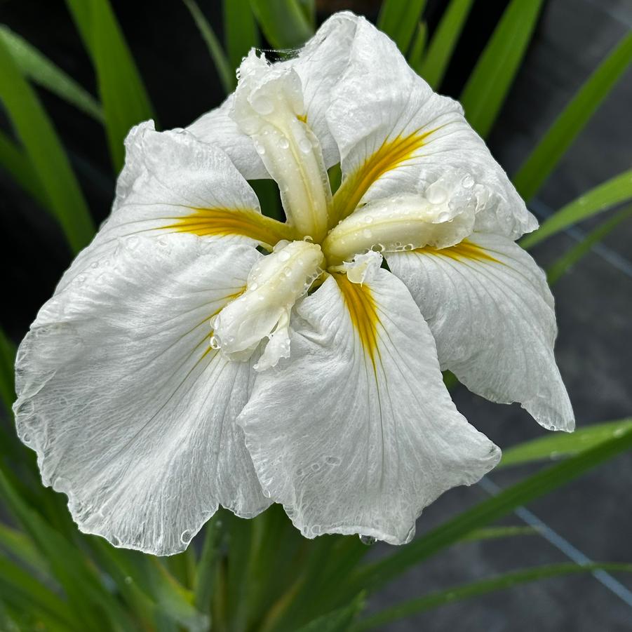 Iris ensata 'Moonlight Waves' - Japanese Iris from Pleasant Run Nursery