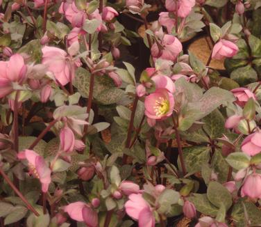 Helleborus x Frostkiss 'Penny's Pink'