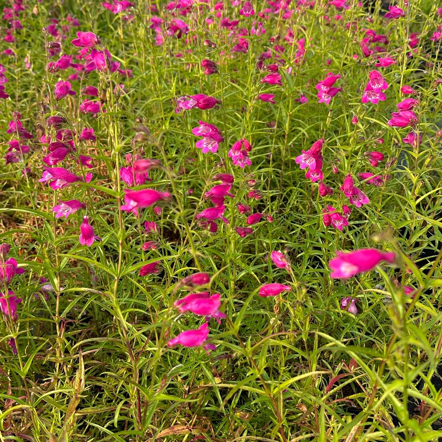 Penstemon x mexicali Red Rocks® - Beardtongue from Pleasant Run Nursery