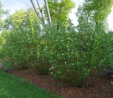 Cornus sericea Arctic Fire? 'Red' (Photo: Proven Winners)