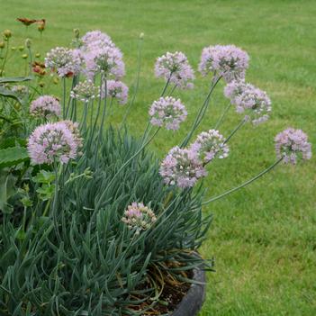 Allium senescens Blue Eddy (Photo: Walters Gardens, Inc)