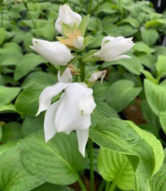 Hosta plantaginea var. grandiflora - Fragrant Plantain Lily from Pleasant Run Nursery