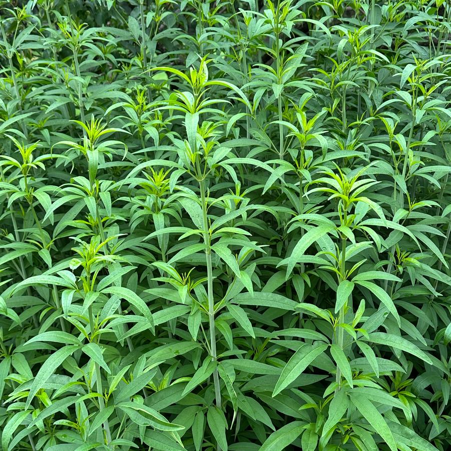 Coreopsis tripteris 'Gold Standard' - Tall Tickseed from Pleasant Run Nursery