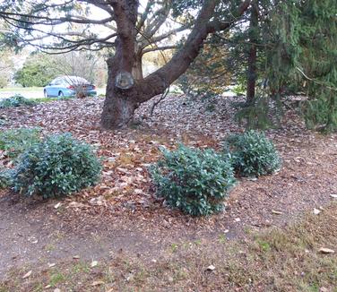 Prunus laurocerasus 'Chestnut Hill' - Photo: Tony Aiello