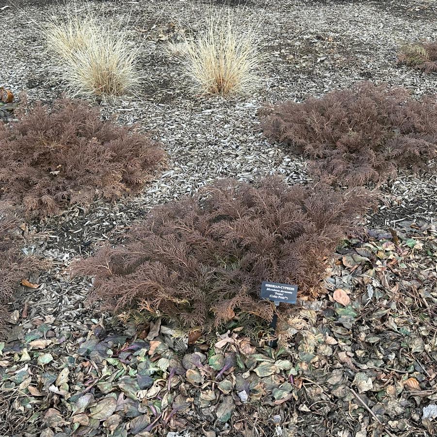 Microbiota decussata 'Celtic Pride�' - Winter color - Longwood Gardens