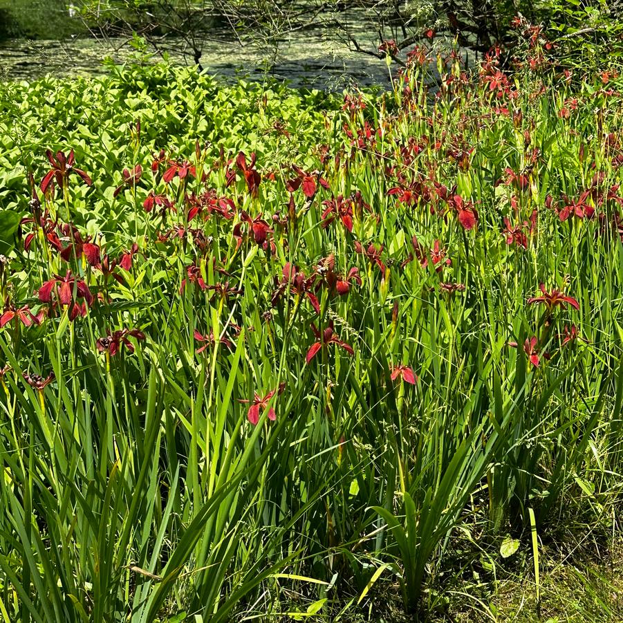 Iris fulva - Copper Iris from Pleasant Run Nursery