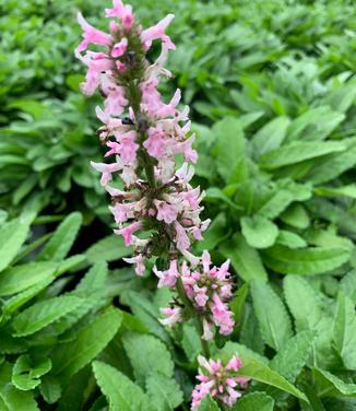 Stachys x 'Summer Crush' - Betony from Pleasant Run Nursery