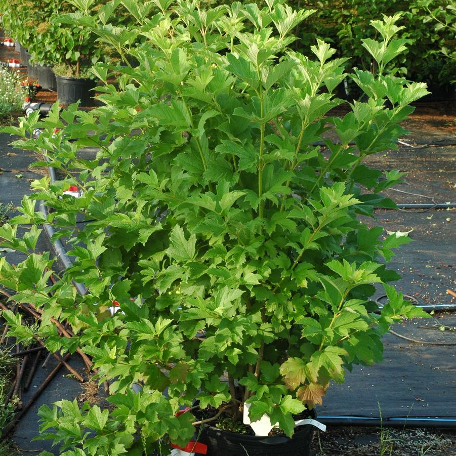 Viburnum trilobum 'Wentworth' - American Cranberrybush from Pleasant Run Nursery