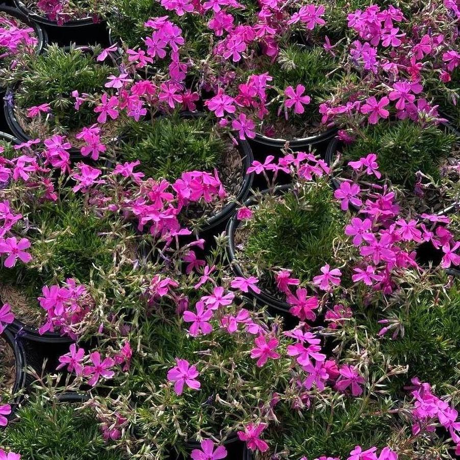 Phlox subulata 'Drummond's Pink' - Moss Phlox from Pleasant Run Nursery