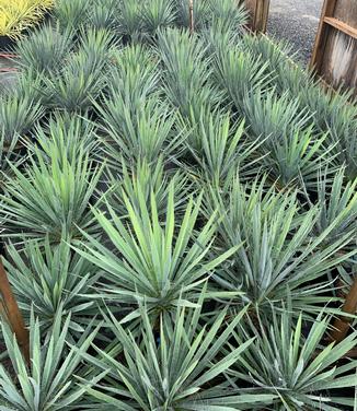 Yucca filamentosa 'Excalibur' - Adam's Needle from Pleasant Run Nursery