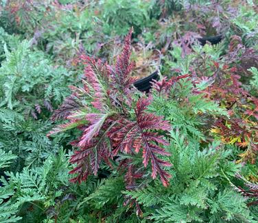 Artemisia gmelinii 'SunFern 'Olympia' - Russian Wormwood from Pleasant Run Nursery