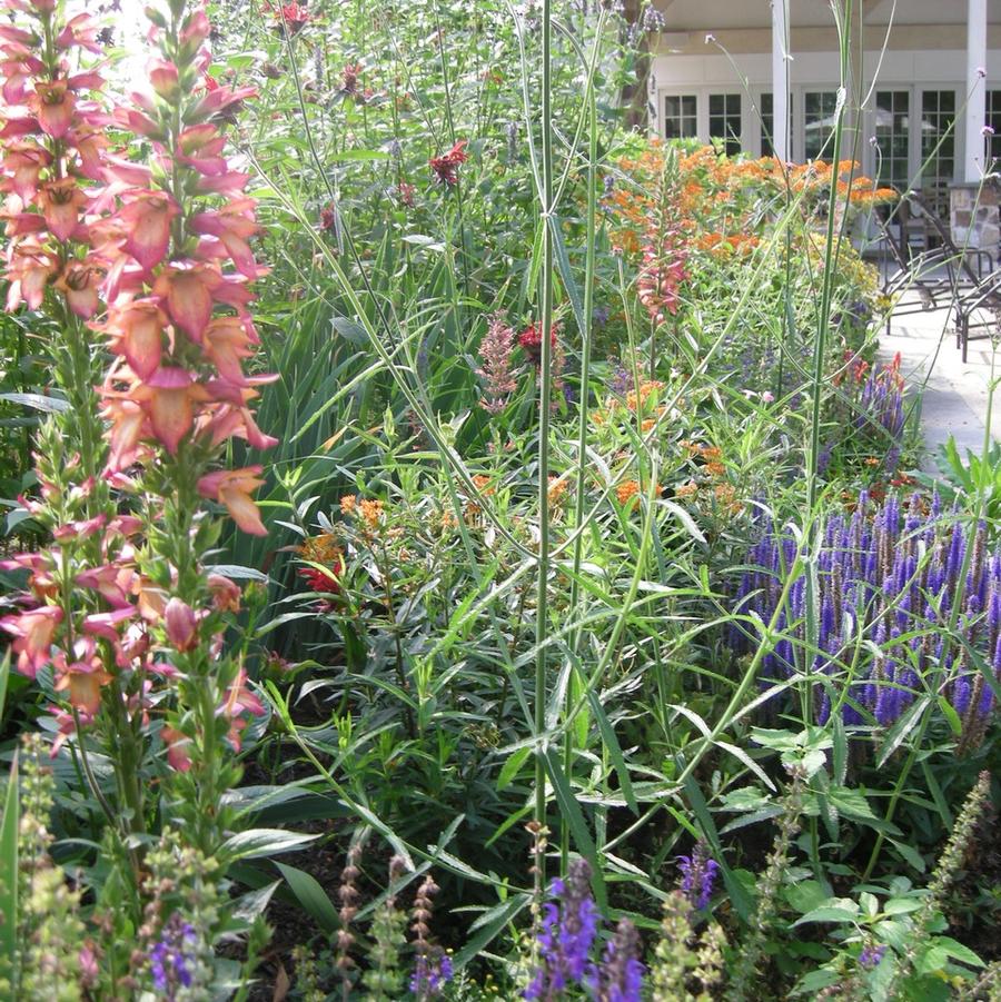 x Digiplexis ILLUMINATION® 'Flame' - Digiplexis (foxglove hybrid) from Pleasant Run Nursery