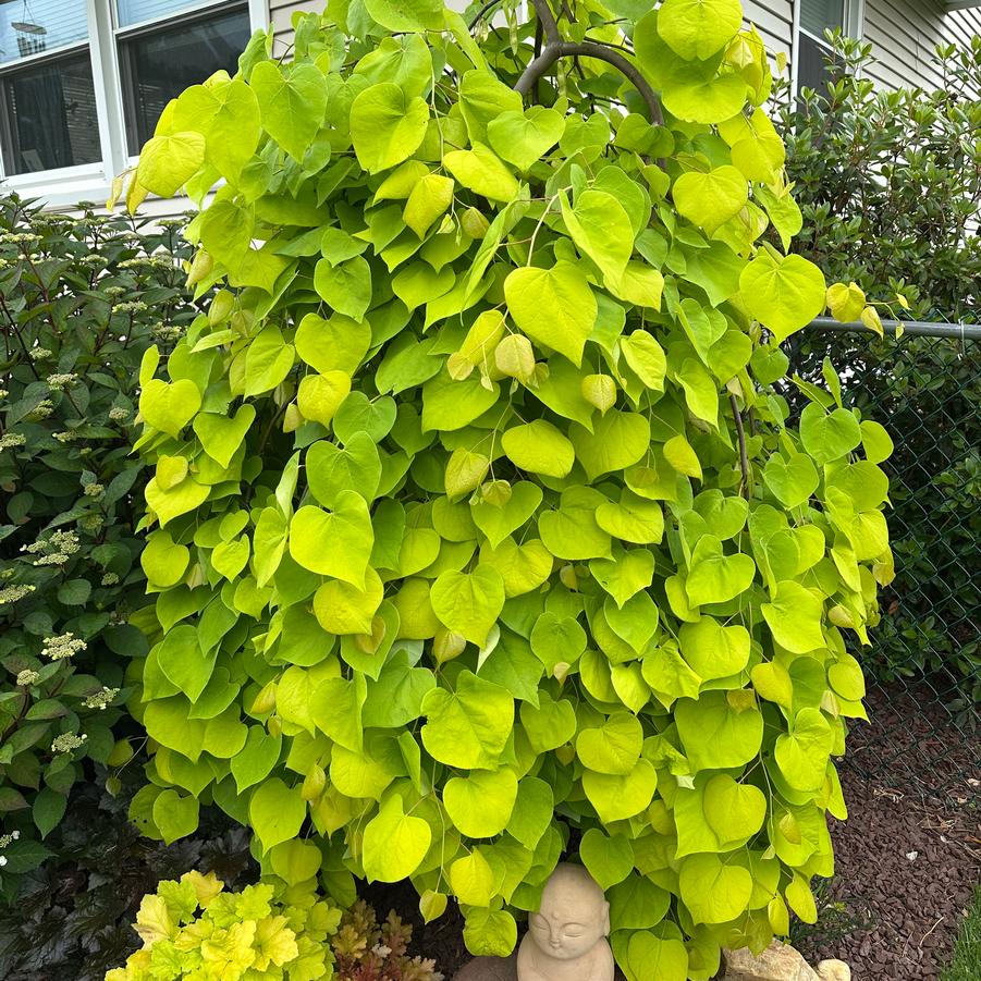 Cercis canadensis Golden Falls® - Eastern Redbud from Pleasant Run Nursery