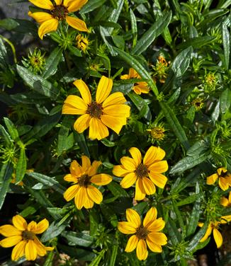 Helianthus salicifolius 'Autumn Gold' - Swamp Sunflower from Pleasant Run Nursery