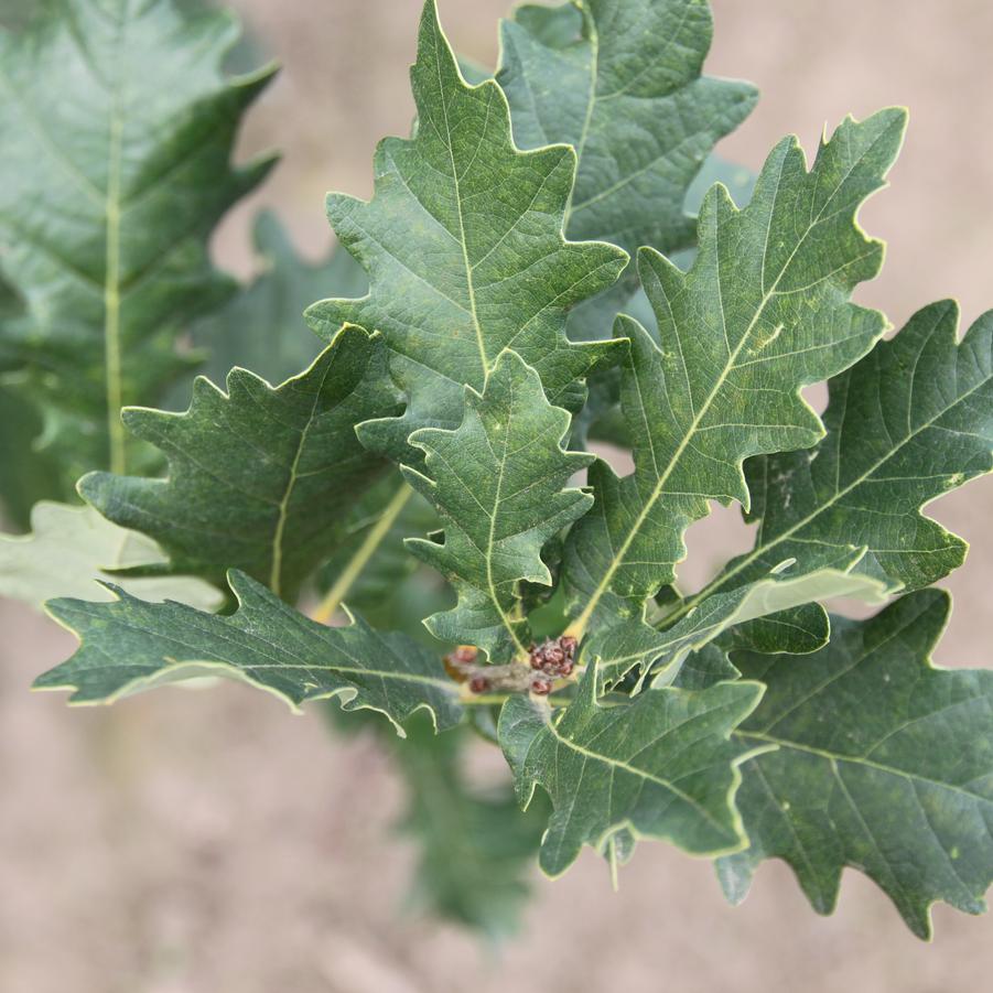 Quercus x bimondorum Streetspire® - Hybrid Oak (Photo: J. Frank Schmidt)