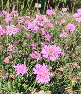 Scabiosa columbaria 'Pink Mist' - Pincushion- Pink Mist from Pleasant Run Nursery