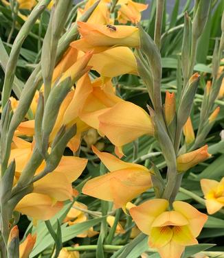 Gladiolus dalenii 'Boone' - Gladiola from Pleasant Run Nursery