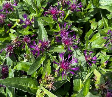 Centaurea montana 'Amethyst Dream' - Bachelor's Button from Pleasant Run Nursery