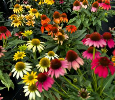 Echinacea purpurea 'Cheyenne Spirit' - Coneflower from Pleasant Run Nursery