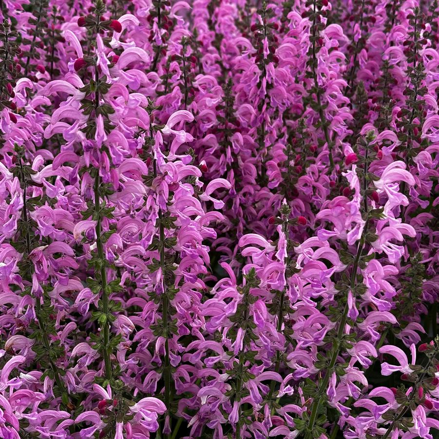 Salvia pratensis 'FASHIONISTA� 'Moulin Rouge'' - Meadow Sage from Pleasant Run Nursery