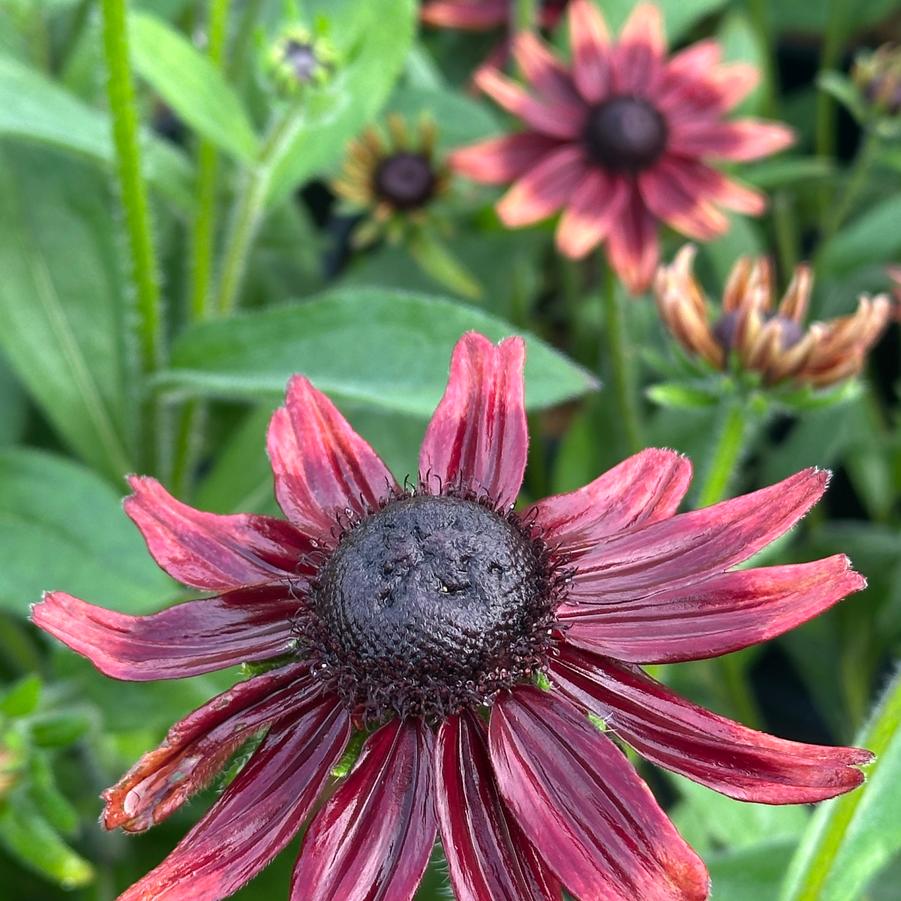 Rudbeckia hirta 'Cherry Brandy' - Black-Eyed Susan from Pleasant Run Nursery