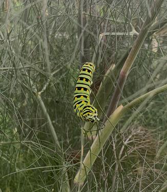 Foeniculum vulgare 'Purpureum' - Common Fennel from Pleasant Run Nursery
