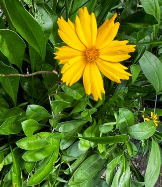 Coreopsis lanceolata - Tickseed from Pleasant Run Nursery