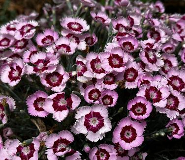 Dianthus hybrida Mountain Frost™ 'Ruby Snow' - Cheddar Pinks from Pleasant Run Nursery