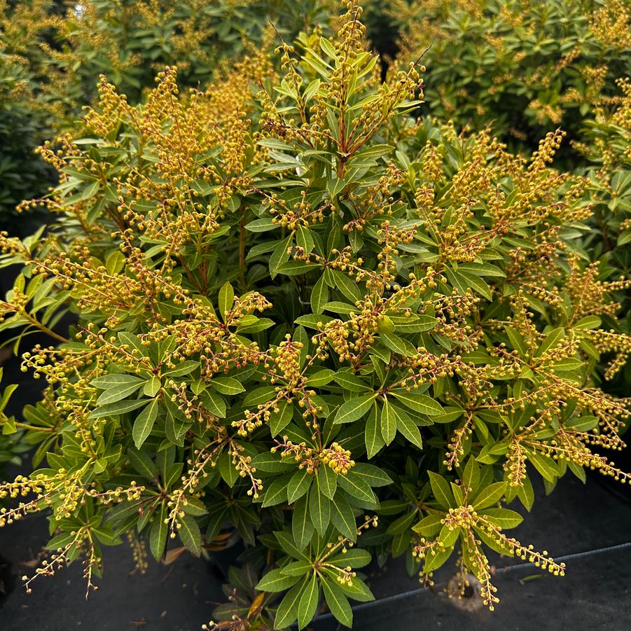 Pieris japonica 'Cavatine' - Japanese Andromeda from Pleasant Run Nursery